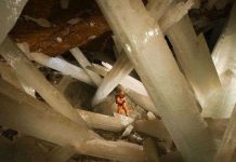 Bất ngờ phát hiện "siêu sự sống" có tuổi đời lên đến 50.000 năm