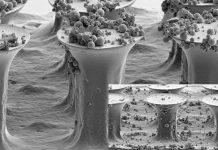 Giải mã khả năng leo tường của tắc kè Băng dính tái sử dụng và tự làm sạch lấy ý tưởng từ chân của tắc kè