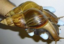 Nuôi ốc sên khổng lồ để làm thức ăn cho phi hành gia