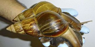 Nuôi ốc sên khổng lồ để làm thức ăn cho phi hành gia