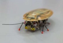 Nga chế tạo thành công robot do thám hình con gián