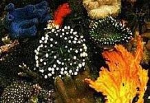 Khí hậu nóng dần làm tiêu hủy đá ngầm san hô