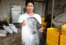 Cá quý hiếm mắc lưới ngư dân miền Trung Cá quý hiếm mắc lưới ngư dân miền Trung