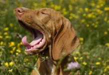 Chó cũng ngáp theo người Chó cũng ngáp theo người