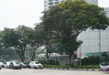 Thủ tướng Lý Quang Diệu đưa Singapore thành “quốc đảo xanh” thế nào?