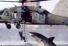 Khoa học kỹ thuật hiện đại: Cá mập = điệp viên Khoa học kỹ thuật hiện đại: Cá mập = điệp viên