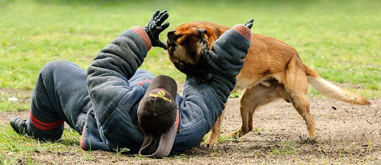 Bạn sẽ choáng khi biết quy trình chặt chẽ để huấn luyện một chú chó cảnh sát