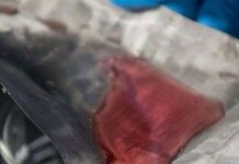 Phát triển thành công lưới thép không gỉ cho nước chảy qua và giữ dầu ở lại Phát triển thành công lưới thép không gỉ cho nước chảy qua và giữ dầu ở lại