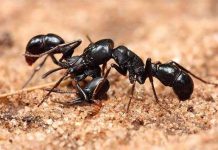 800 con kiến sẽ được đưa vào vũ trụ 800 con kiến sẽ được đưa vào vũ trụ