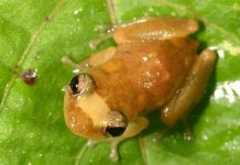 Công nghệ web giúp theo dõi động vật