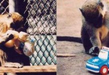 Tại sao đàn ông lại mê xe hơi?