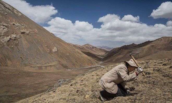 Săn tìm đông trùng hạ thảo trên cao nguyên Tây Tạng