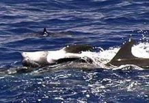 Nạn tàn sát cá heo tại Sri Lanka