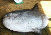 Bắt được con cá lạ nặng hơn 30kg