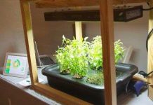 Làm vườn với điện toán đám mây