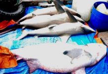 Cá mập kéo đàn về Cù Lao Chàm Cá mập kéo đàn về Cù Lao Chàm