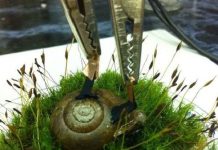 Sản xuất điện bằng ốc sên