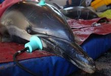 Cá heo mắc cạn trên bờ biển Mỹ Cá heo mắc cạn trên bờ biển Mỹ