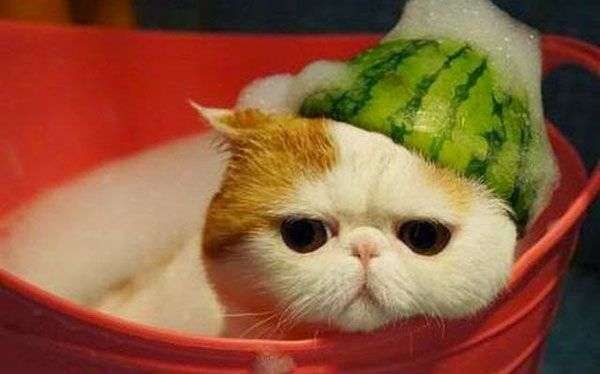 9 sự thật “gây sock” dành riêng cho người yêu mèo