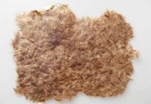 Nhựa làm từ cánh côn trùng