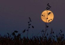 Đón xem hiện tượng “Trăng thu hoạch và siêu Mặt trăng” tối nay Đón xem hiện tượng "Trăng thu hoạch và siêu Mặt trăng" tối nay