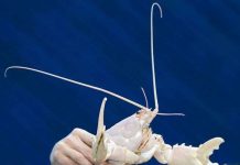 Phát hiện "Tôm hùm Noel" vỏ trắng như tuyết