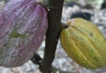 Chocolate Việt nổi tiếng thế giới được sản xuất như thế nào?