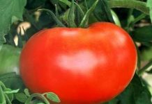 Trồng cà chua bằng nước biển