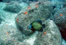 Đai dương đang chua dần Đai dương đang chua dần