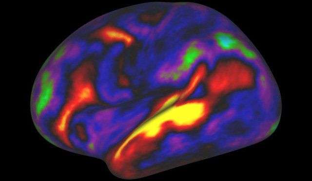 Các nhà khoa học khám phá ra 97 vùng trong não bộ chưa từng được biết đến trước đây