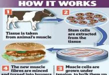 Tạo thịt mà không cần giết mổ gia súc