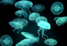 Da sứa có thể dùng làm vật liệu mã hóa thông tin mật Da sứa có thể dùng làm vật liệu mã hóa thông tin mật