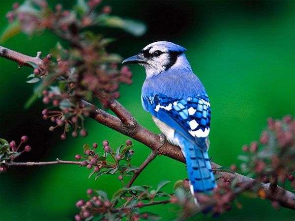 Vì sao lông chim quý có màu xanh chủ đạo?