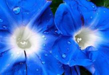 Lần đầu tiên sử dụng công nghệ chỉnh sửa gene để thay đổi màu sắc của hoa