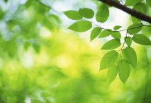 Đại học Harvard phát triển lá bionic quang hợp nhân tạo với hiệu suất cao hơn lá thật