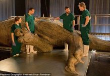 Lần đầu tiên khám nghiệm tử thi một con khủng long T-Rex hoàn thiện nhất