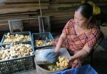 Thăm những làng nghề làm mứt Tết truyền thống nổi tiếng Việt Nam