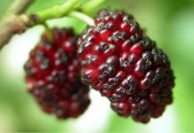 Sự tích trái cây qua các truyện kể dân gian thế giới