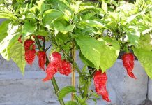 12 thứ nóng nhất trong vũ trụ