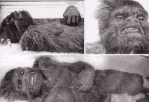 Phát hiện mới nhất về bí ẩn Người Tuyết Yeti