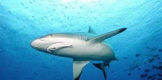 90% lượng cá mập biến mất do bị săn bắt