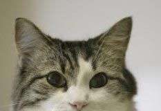 Giác quan thứ sáu của động vật