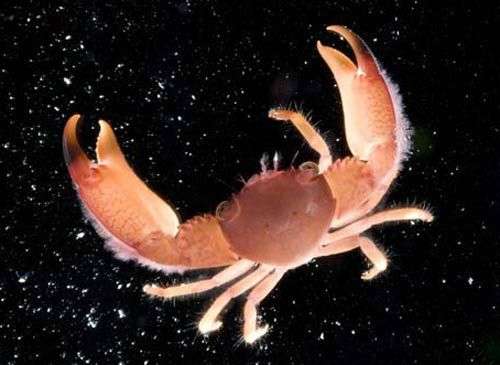 Úc phát hiện thêm 100 loài sinh vật biển mới