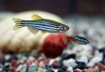 Cá vằn làm “chuột bạch” thuốc chống nghẽn động mạch