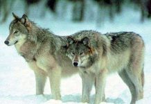 Công nghệ nhận dạng tiếng sói tru