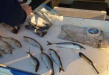 Chiếc "gậy thần" giúp cá chết bơi lội tung tăng