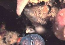 10 loài sinh vật biển đáng sợ nhất 10 loài sinh vật biển đáng sợ nhất