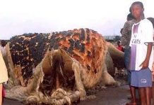 Quái vật biển mắc cạn ở Guinea