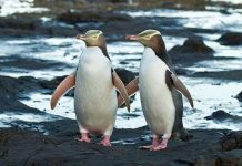 Khám phá những điều thú vị về loài chim cánh cụt