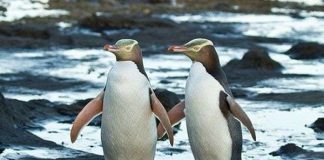 Khám phá những điều thú vị về loài chim cánh cụt